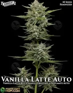 Vanilla Latte Auto autoflower seeds by Humboldt Seed Company in a natural setting