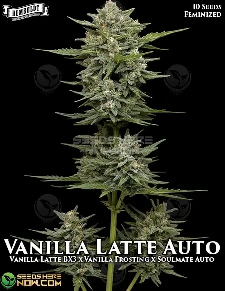 Vanilla Latte Auto autoflower seeds by Humboldt Seed Company in a natural setting