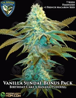 Feminized Vanilla Sundae 710 Bonus Pack seeds by T.H. Seeds featuring Birthday Cake and Banana Pudding F2 lineage