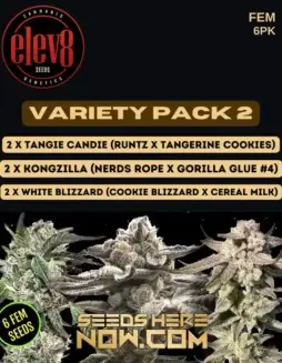 Variety Pack 2 Cannabis Seeds by Elev8 Seeds (space) Feminized Sativa Dominant Strain
