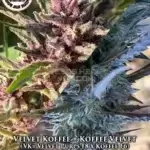 Velvet Koffee + Koffee Velvet (Regular) - Pacific Northwest Roots