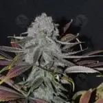 Velvet Krush F5 (Regular) - DJ Short Seeds