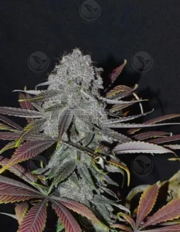 Velvet Krush F5 regular cannabis seeds pack by DJ Short Seeds, featuring blueberry and floral notes