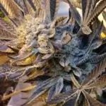 Velvet Ropes (Regular) - Second Generation Genetics