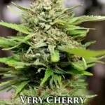 Very Cherry (Regular) - Humboldt Seed Company
