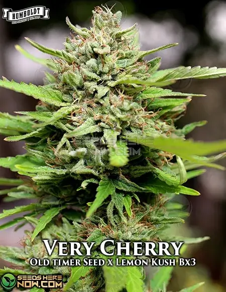 Packaging of Very Cherry Regular Seeds by Humboldt Seed Company featuring cherry and earthy aroma notes