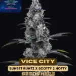 Vice City (Feminized) - Pure XX