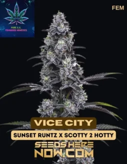 Vice City Feminized Cannabis Seeds by Pure XX featuring grape and berry flavors