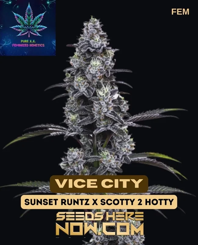 Vice City Feminized Cannabis Seeds by Pure XX featuring grape and berry flavors