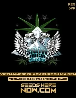 Vietnamese Black Pure Du Ma Den regular cannabis seeds by Snow High Seeds, featuring earthy and floral notes.