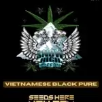 Vietnamese Black Pure (Regular) - Snow High Seeds
