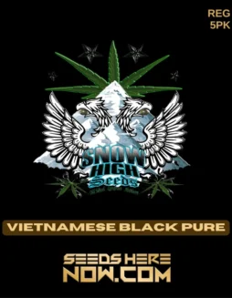 Vietnamese Black Pure Cannabis Seeds by Snow High Seeds (space) Sativa Dominance
