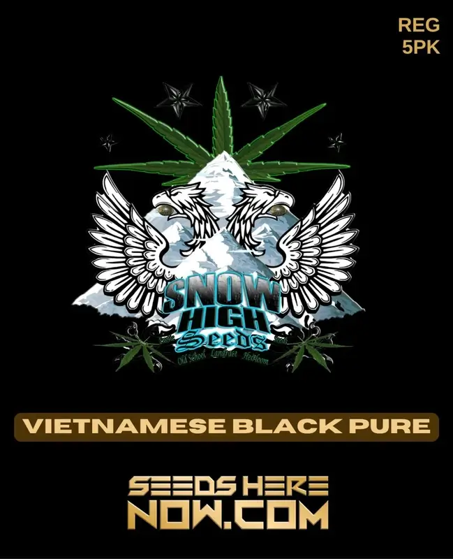 Vietnamese Black Pure Cannabis Seeds by Snow High Seeds - Sativa Dominance