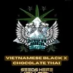 Vietnamese Black x Chocolate Thai (Regular) - Snow High Seeds