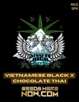 Vietnamese Black x Chocolate Thai cannabis seeds by Snow High Seeds featuring earthy, spicy, and chocolate flavors