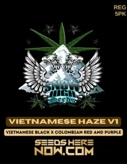Vietnamese Haze V1 cannabis seeds by Snow High Seeds, featuring Vietnamese Black and Colombian Red and Purple lineage
