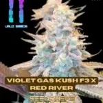 Violet Gas Kush F3 x Red River (Feminized) - Uruz Seeds