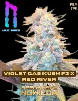 Violet Gas Kush F3 x Red River (space) Feminized Cannabis Seeds close(space)up showing dense, trichome(space)rich buds