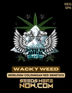 Wacky Weed regular cannabis seeds by Snow High Seeds, a potent Colombian Red hybrid