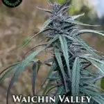 Waichin Valley (Regular) - Indian Landrace Exchange