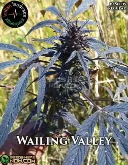 Wailing Valley regular cannabis seeds by Indian Landrace Exchange
