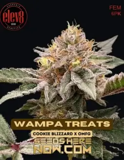 Wampa Treats (space) Hybrid Cannabis Seeds by Elev8 Seeds featuring Cookie Blizzard and OMFG genetics