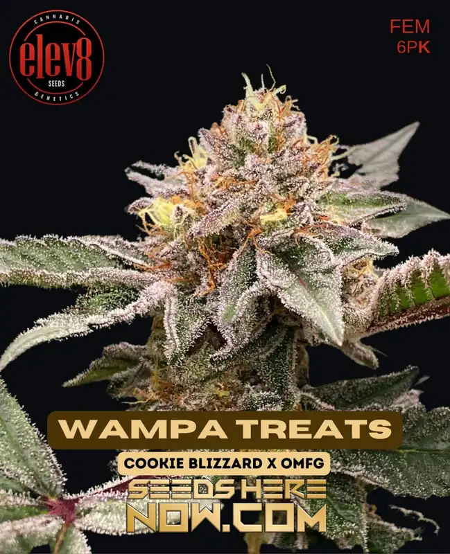 Wampa Treats - Hybrid Cannabis Seeds by Elev8 Seeds featuring Cookie Blizzard and OMFG genetics