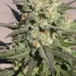 Warlock (Feminized) - Serious Seeds
