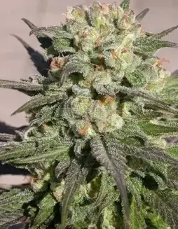 Warlock Feminized Seeds (space) Indica(space)dominant Hybrid with Sweet, Fruity, and Earthy Aromas