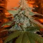 Watermelon Lemonade (Regular) - Green Fire Genetics