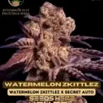 Watermelon Zkittlez (Autoflower) - Automatically Delicious
