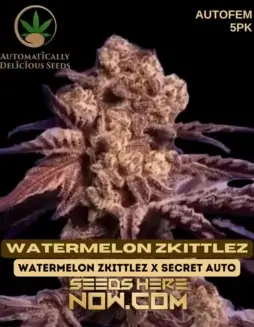 Watermelon Zkittlez Autoflower Seeds (space) 20(space)24% THC, Indica Dominant, Fruity Aroma