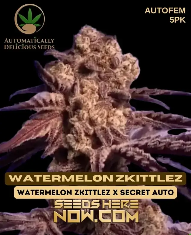 Watermelon Zkittlez Autoflower Seeds - 20-24% THC, Indica Dominant, Fruity Aroma