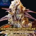 Watermelon Zkittlez (Feminized) - Pure XX