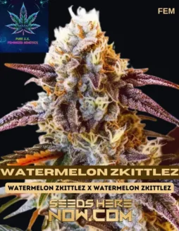 Watermelon Zkittlez Feminized Seeds by Pure XX