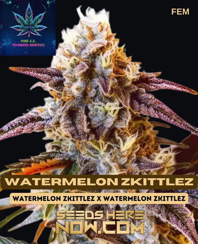 Watermelon Zkittlez Feminized Seeds by Pure XX