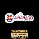 Watson (Regular) - Cannarado Genetics