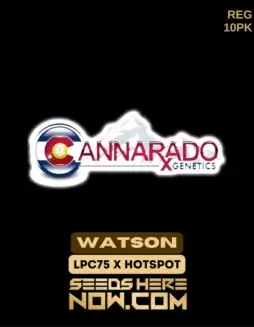 Watson Cannabis Seeds by Cannarado Genetics featuring London Pound Cake 75 and Hotspot