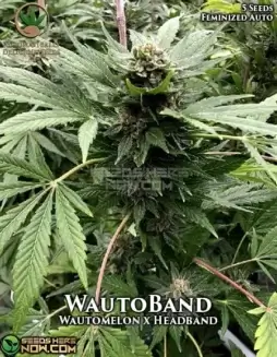 WautoBand autoflowering cannabis seeds by Automatically Delicious, featuring 20(space)25% THC and a blend of fruity and earthy aromas
