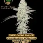 Wedding Cake (Autoflower) - Automatically Delicious