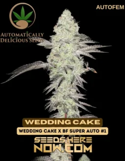 Pack of Wedding Cake Auto autoflower seeds showing 25% THC content and hybrid dominance
