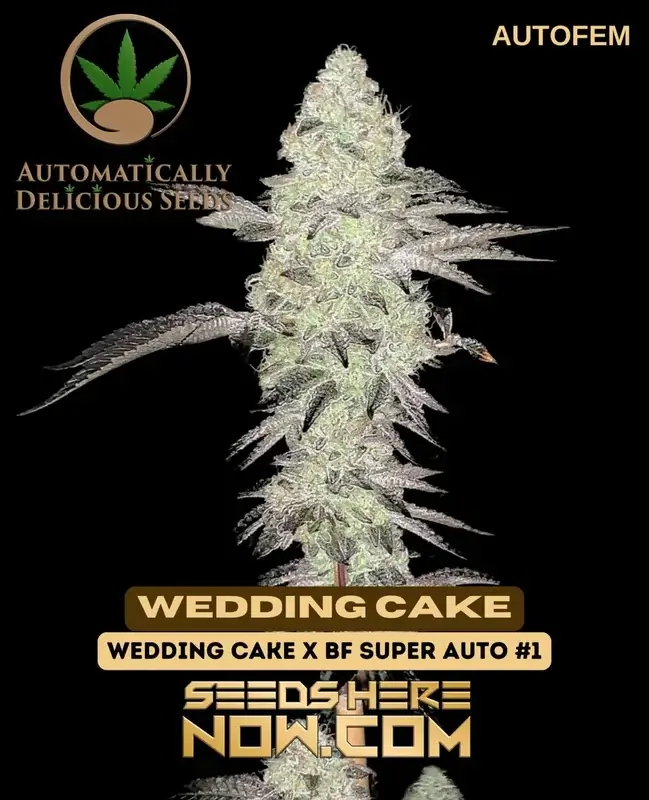 Pack of Wedding Cake Auto autoflower seeds showing 25% THC content and hybrid dominance