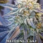 Wedding Cake (Regular) - Best Coast Genetics