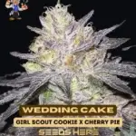 Wedding Cake S1 (Feminized) - Dr. Blaze