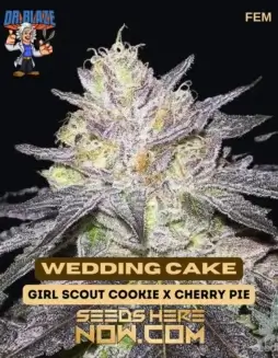 Wedding Cake S1 Feminized Seeds (space) Rich Vanilla and Earthy Aroma
