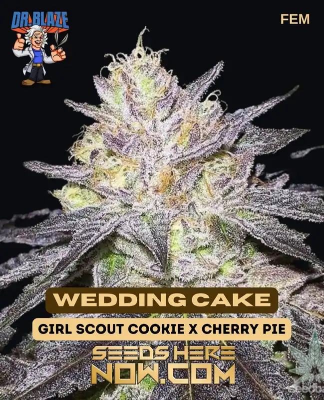 Wedding Cake S1 Feminized Seeds - Rich Vanilla and Earthy Aroma