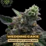 Wedding Cake S1 (Feminized) - Elite Clone Seed Company