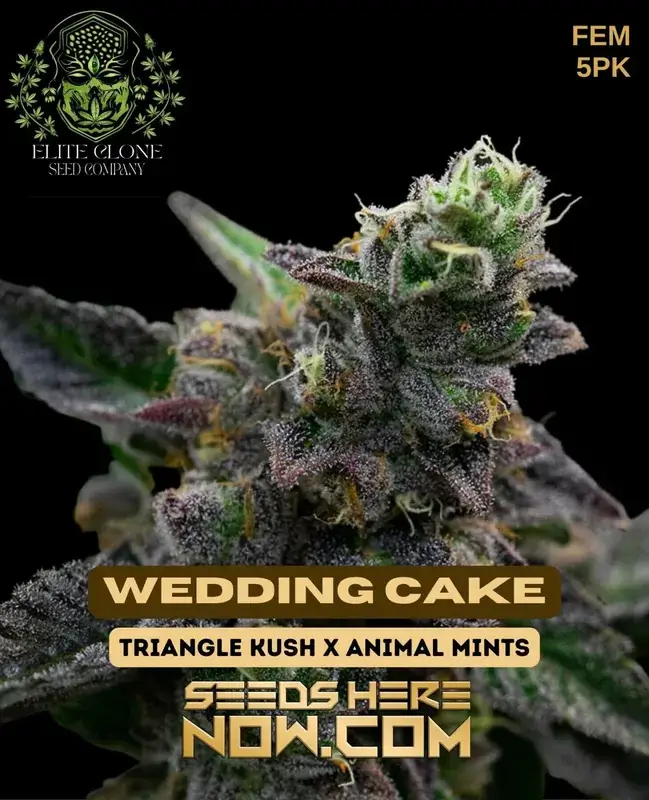 Indica-dominant Wedding Cake S1 cannabis seeds by Elite Clone Seed Company featuring impressive THC levels and vanilla aroma