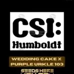 Wedding Cake x Purple Urkle 103 (Feminized) - CSI Humboldt
