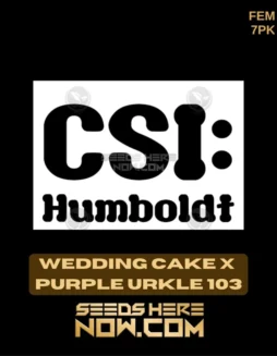 Wedding Cake x Purple Urkle 103 Feminized Seeds featuring vanilla and berry flavors